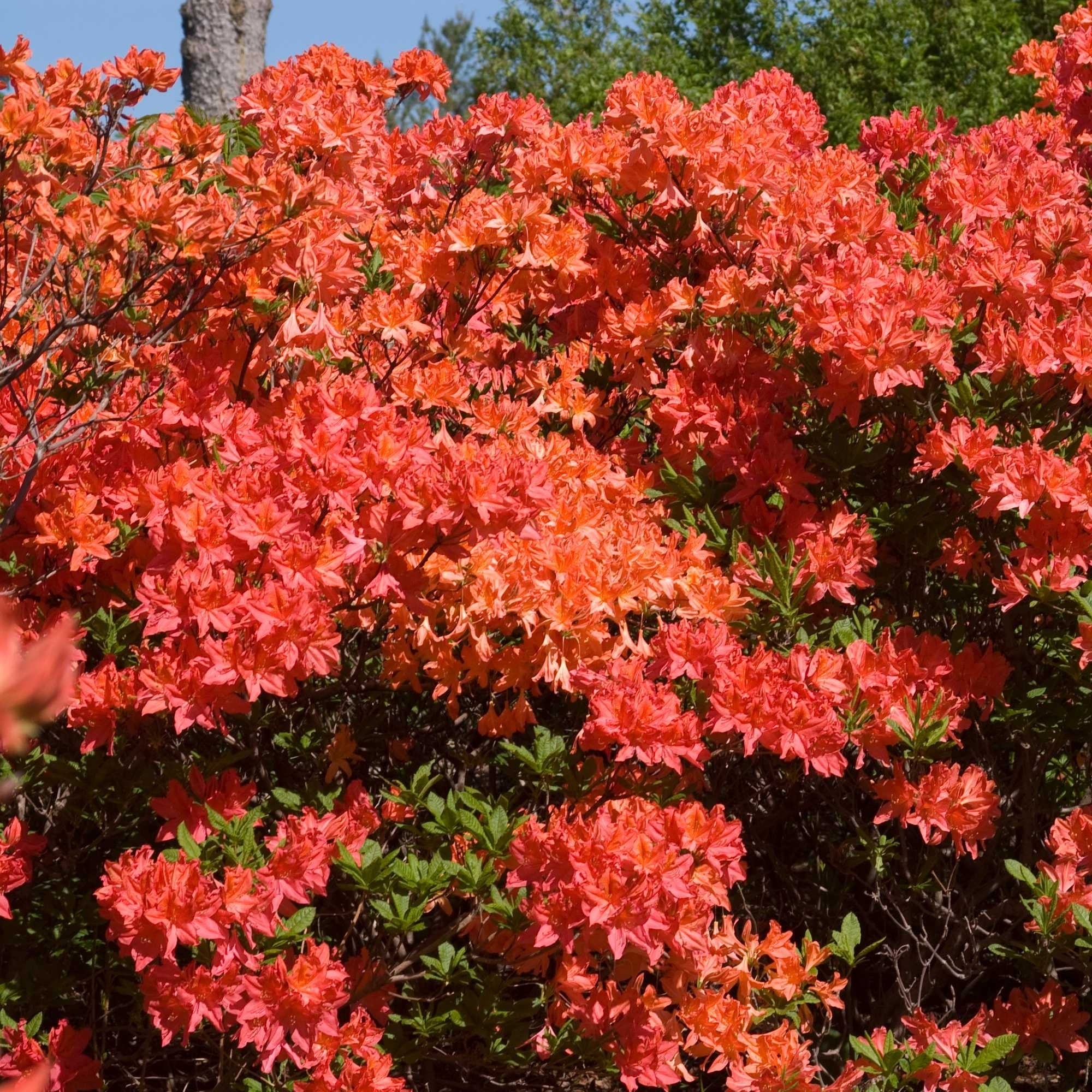 Rhododendron 'Mandarin Lights' (Série Northern Lights™) – Azalée - Image 3