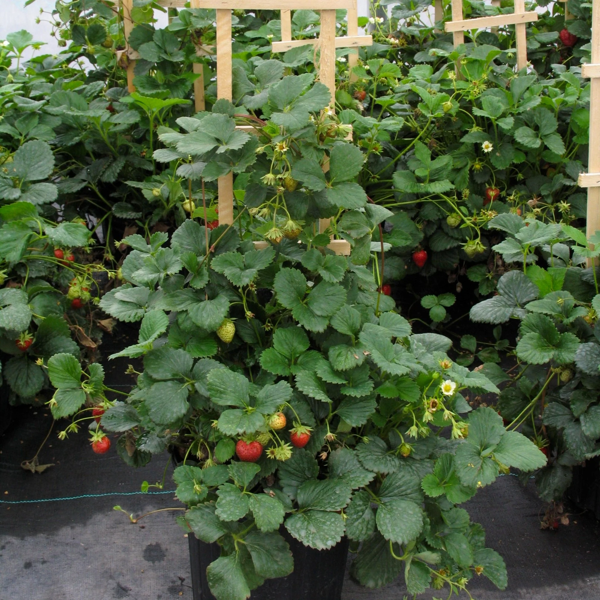Fruitiers