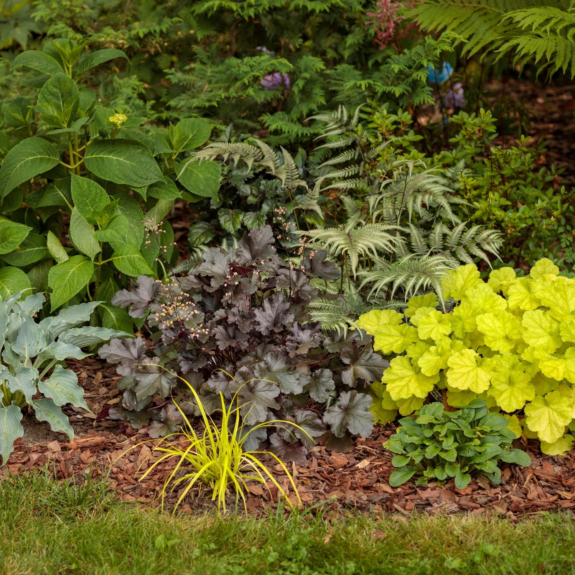 Heuchera Primo® 'Black Pearl' – Heuchère 'Black Pearl' - Image 5