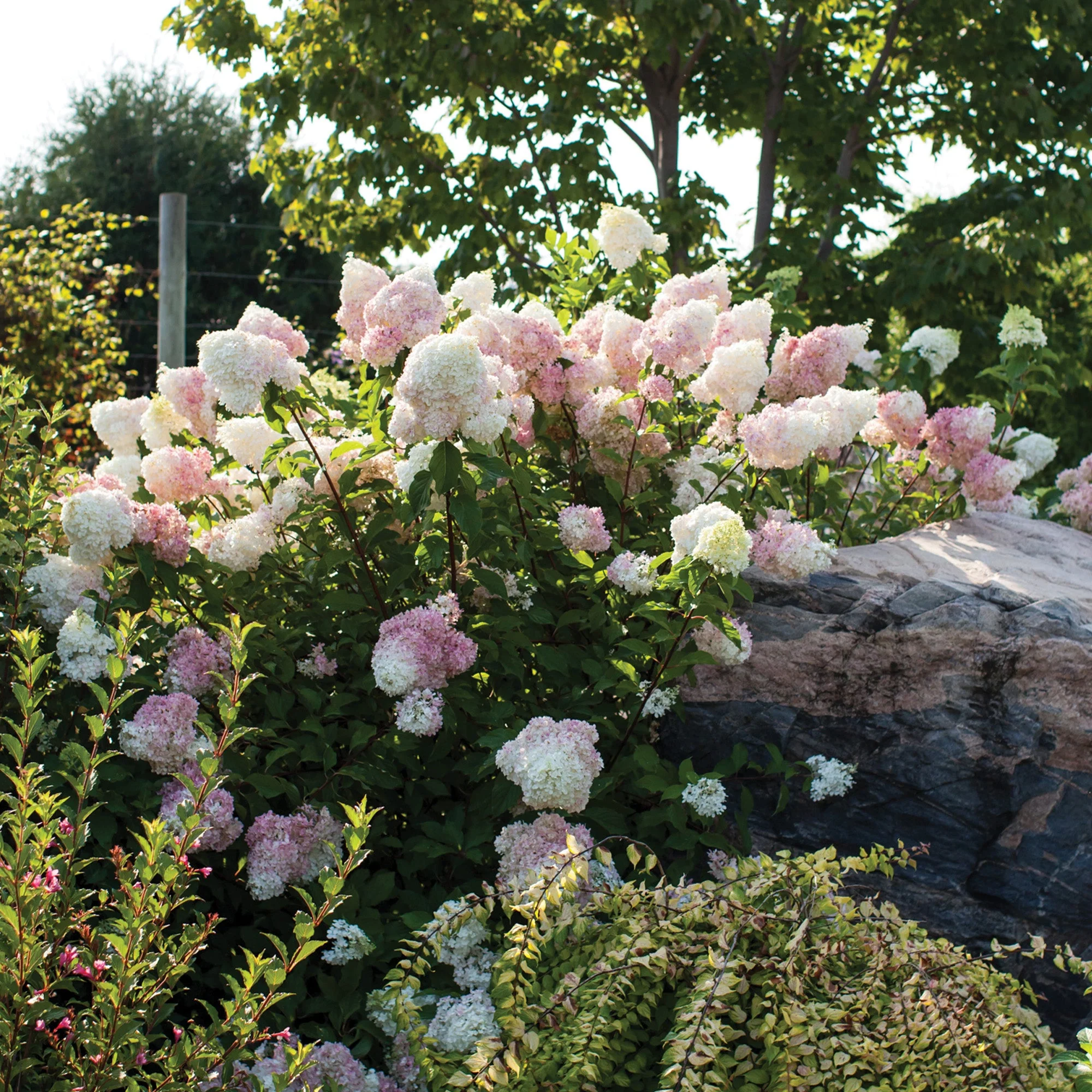 Hydrangea paniculata 'Vanilla Strawberry®' – Hydrangée Vanille Fraise® - Image 5