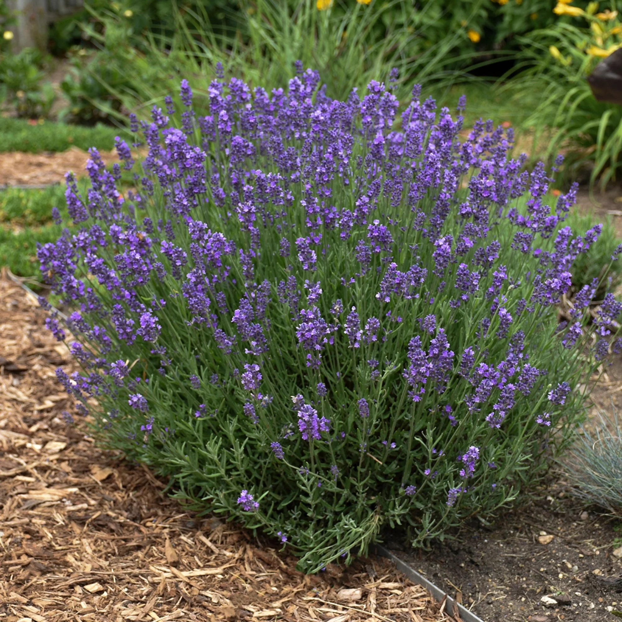 Lavande anglaise 'Hidcote Blue' - Image 3