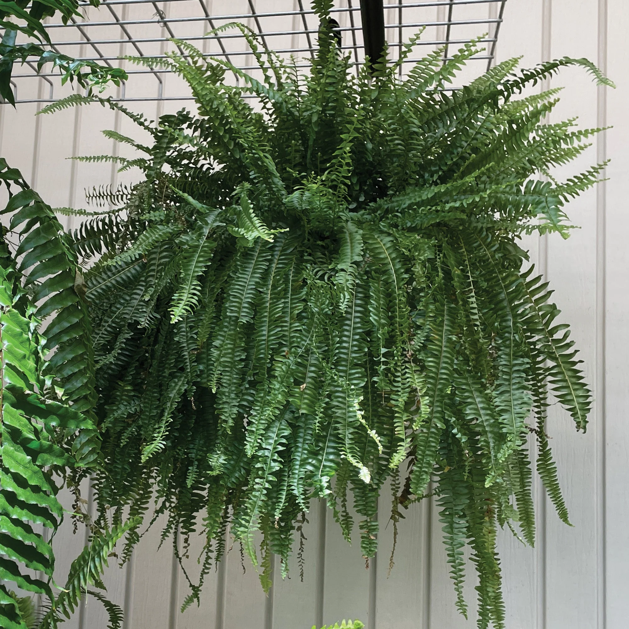 Nephrolepis exaltata – Fougère de Boston - Image 3