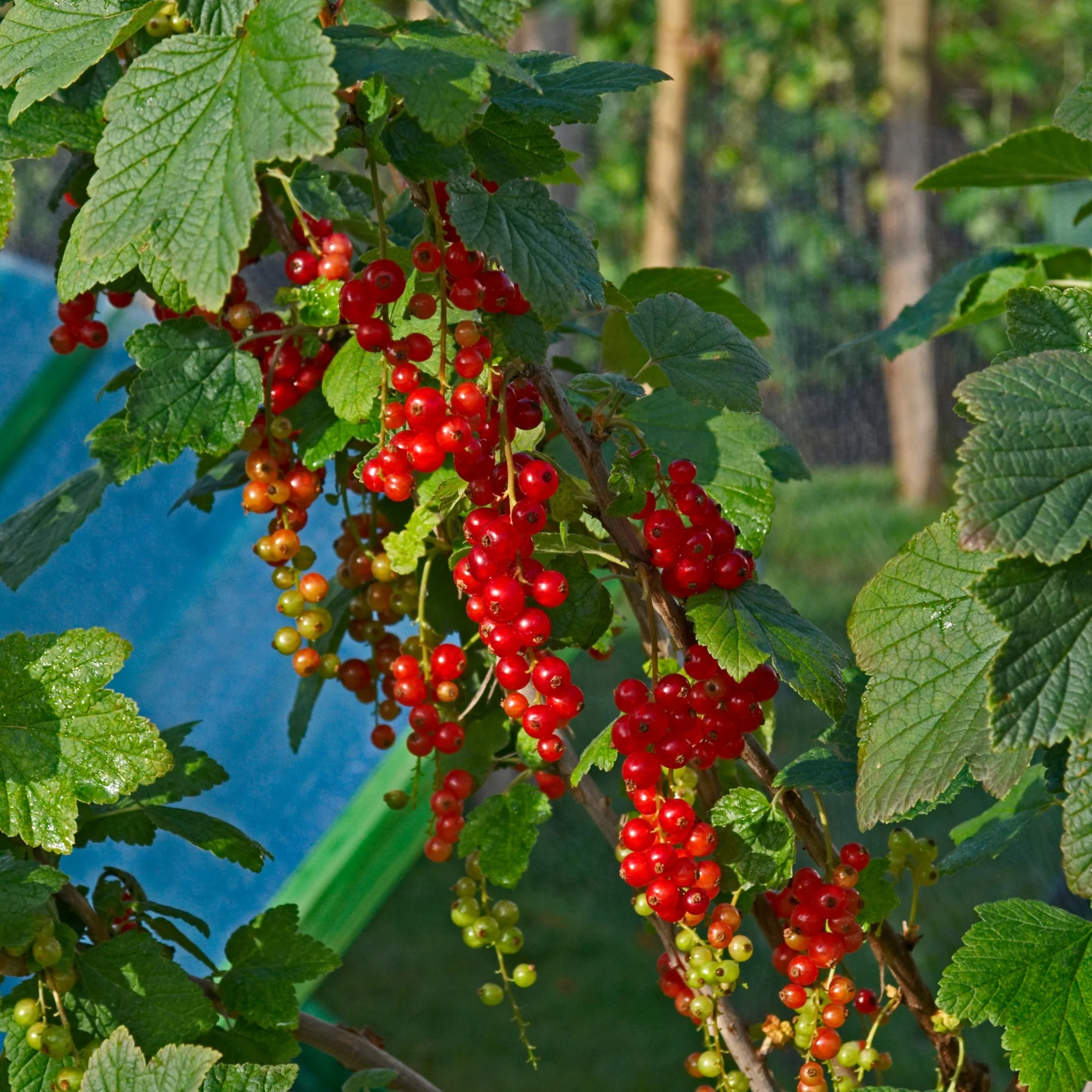 Petits fruits