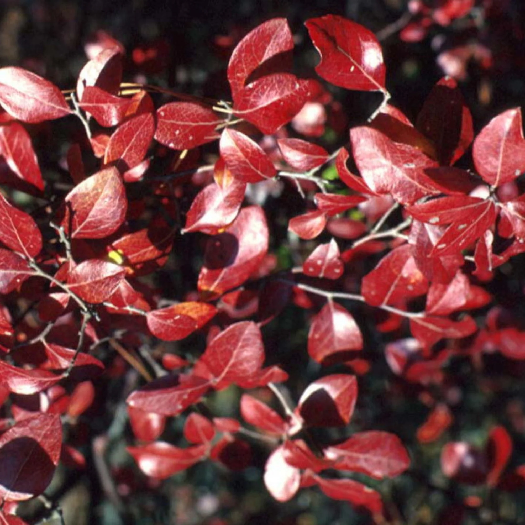 Vaccinium corymbosum 'Patriot' - Bleuetier 'Patriot' - Image 6