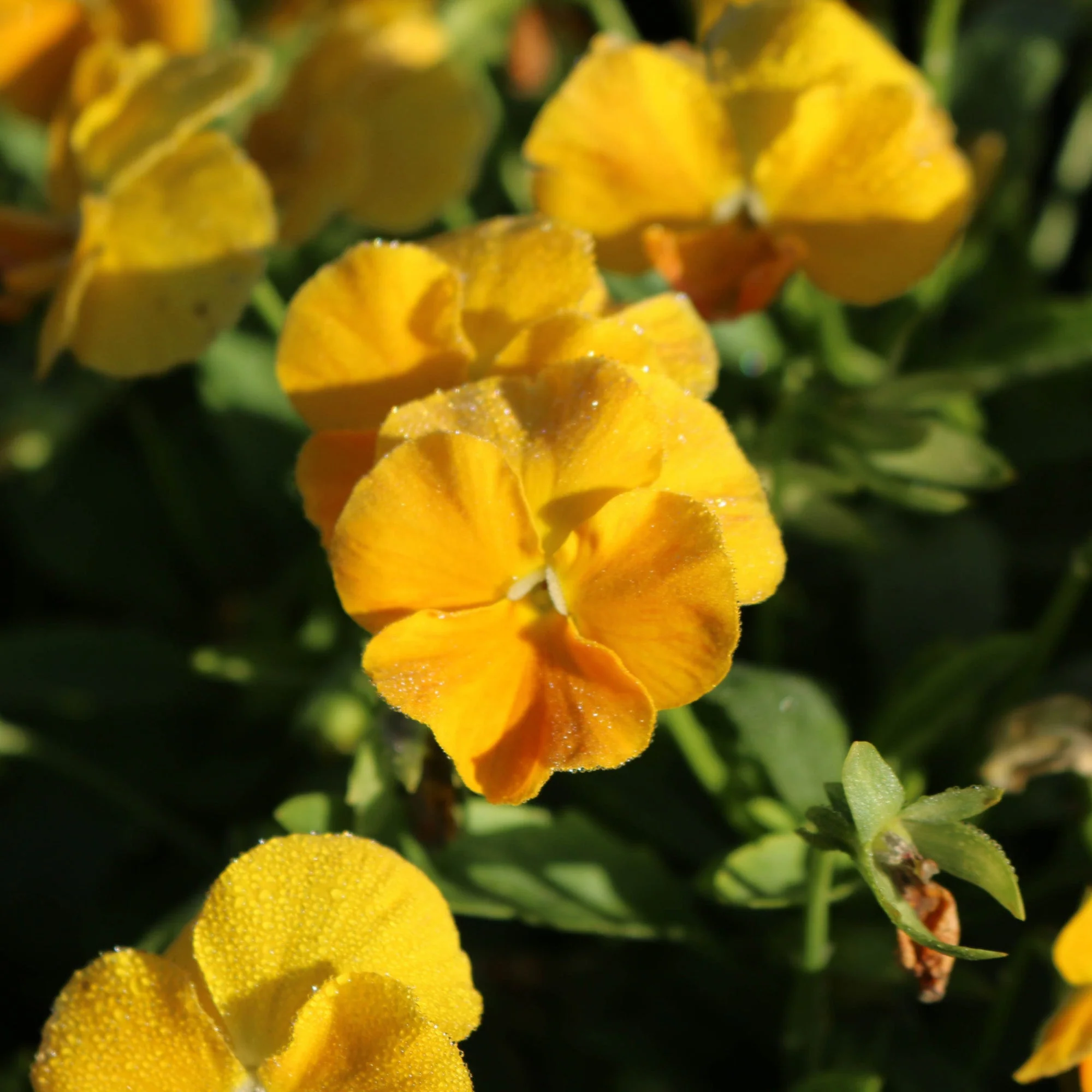 Viola cornuta 'Halo™ Golden Yellow' – Pensée cornue (Violette cornue) - Image 4